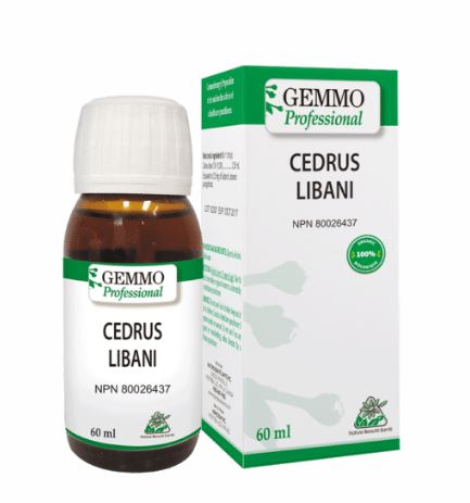 cedrus-libani-gemmo.png